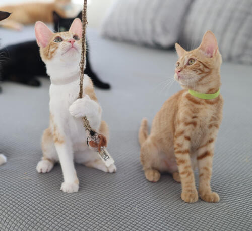 This is Indiana Jones (white collar)