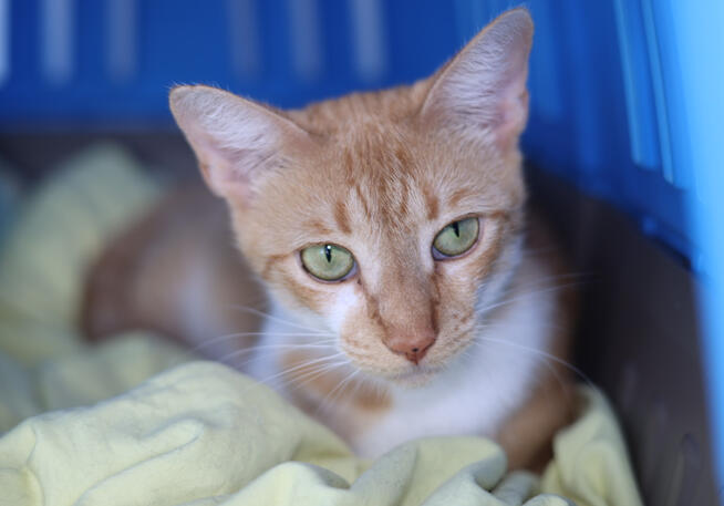 This is Hanriette (Kitten Mama)