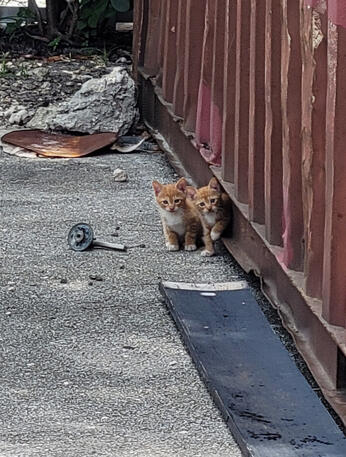 Coin Laundry Rescues 2021