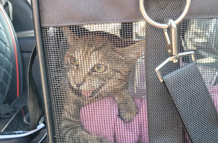 Kitty Neutered Program