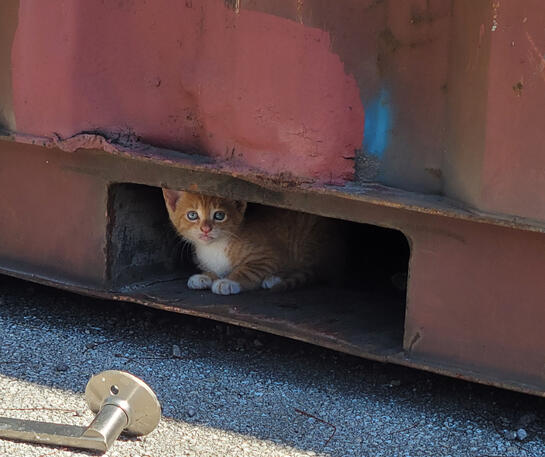 Little Georgie Coin Laundry Rescue
