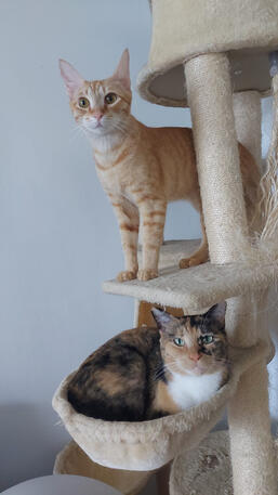 Charlie Top & Cali bottom Rescues