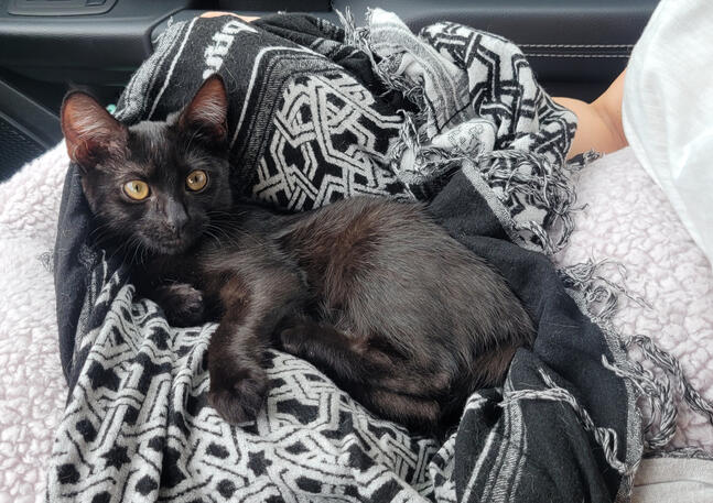 Tutti Frutti Rescue House Patio