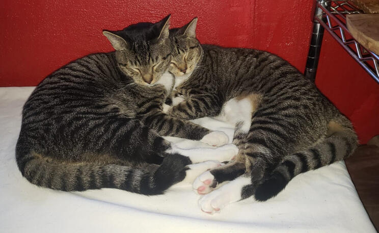 White Sock & Lulu Siblings Born in House