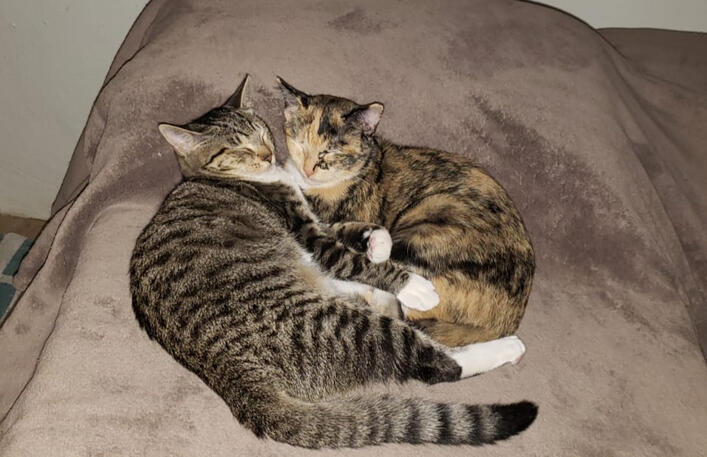 My Lulu & Cali Born in House