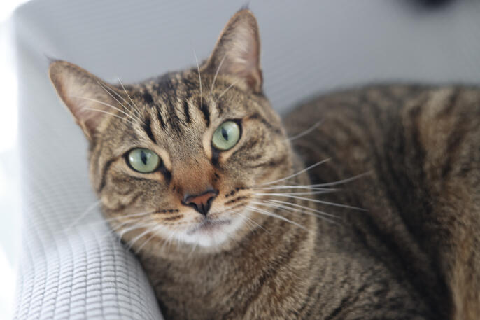 Willie Falcon Blanco